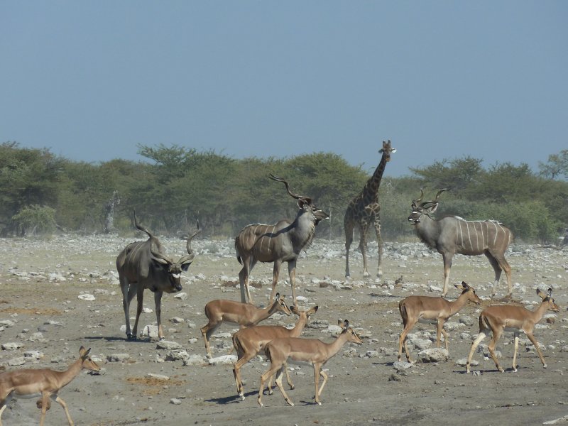 waterhole etosha 02 FP.jpg - Trou d'eau à Etosha